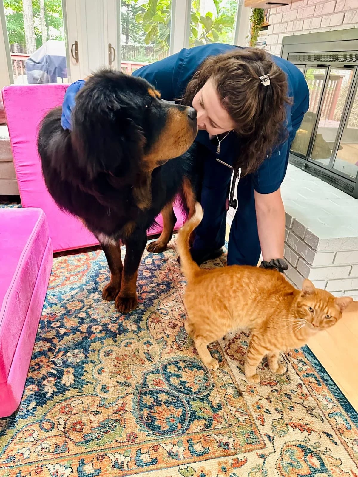 Local Mobile Veterinary Service photo 1